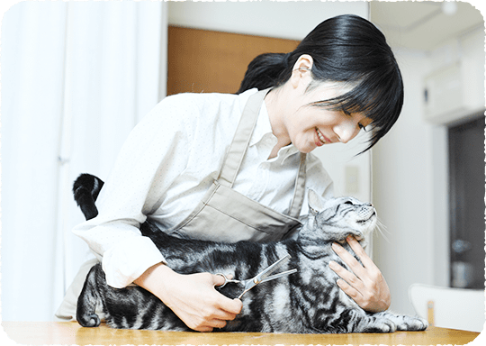 猫の写真