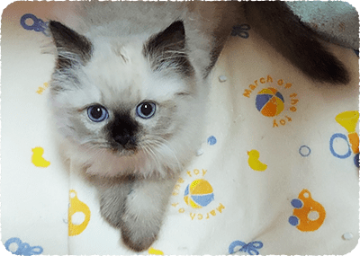 猫の写真
