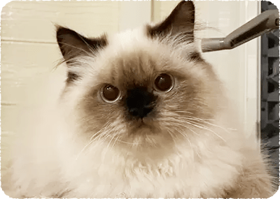 猫の写真