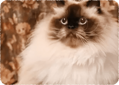 猫の写真