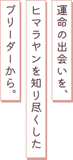 運命の出会いを、ヒマラヤンを知り尽くしたブリーダーから。